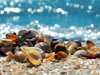 Добрила Боројевић: Кофери пуни шкољки