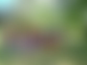 Спортски дан у будимпештанском Српском забавишту