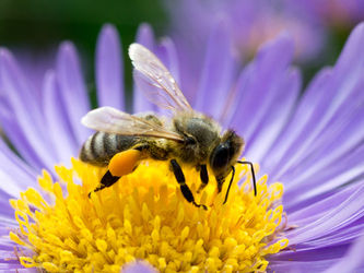 Ловра: Предавање и разговори о пчеларству