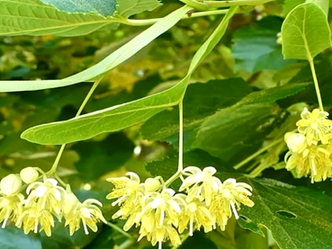 Пештарења: Липе Јожефвароша