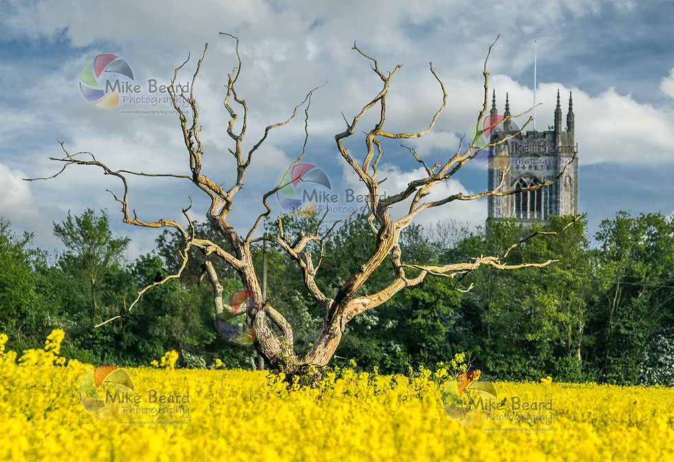 Old Oak Tree in Rapeseed Field in Laxfield