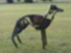 Long dog