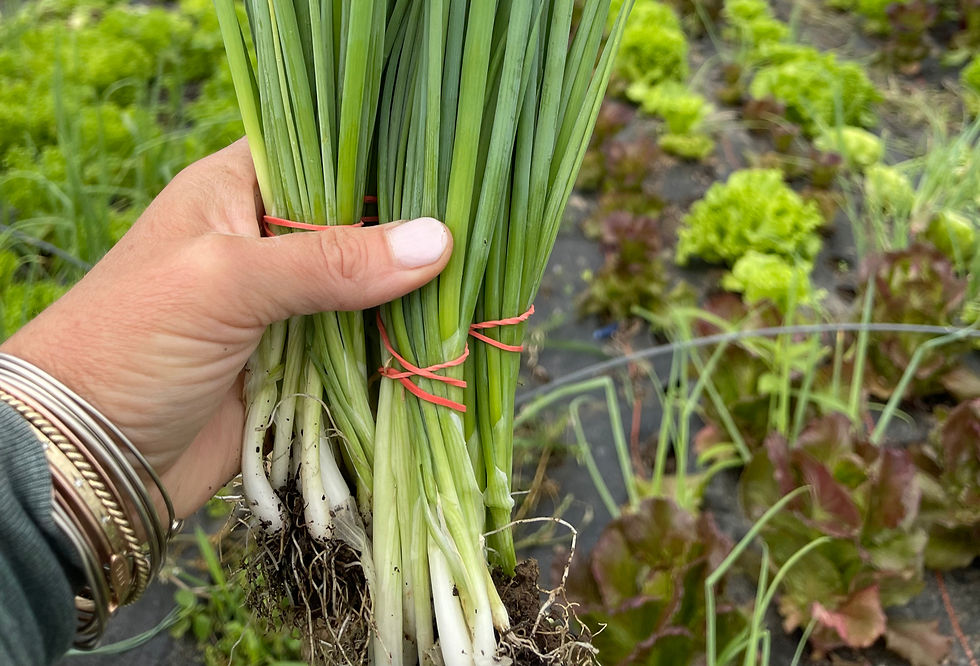 Farming Class 3 - Harvest, Preserve & Renew