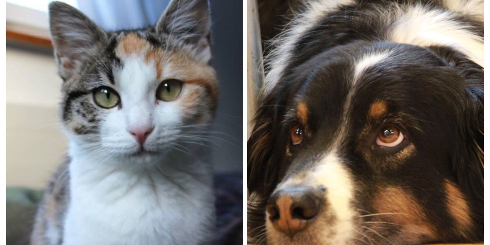 Comment contribuer au bien-être de mon compagnon animal / MODULE 1