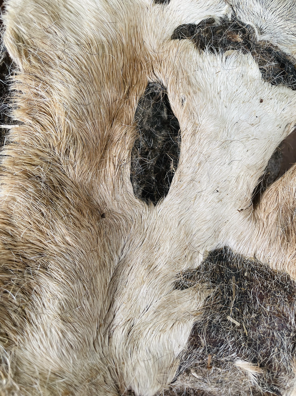 Thumbnail: XL Hairy Beef Bark