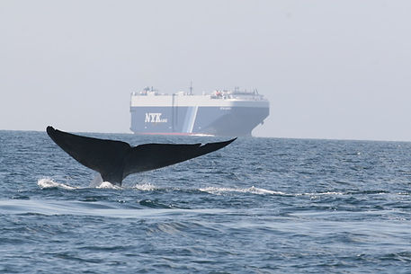 VSR - Whale Ship - John Calambokidis Cascadia Research Collective.jpeg