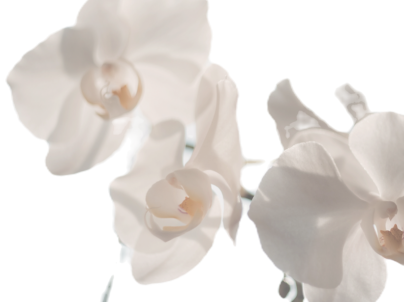 White Flowers_edited_edited.png