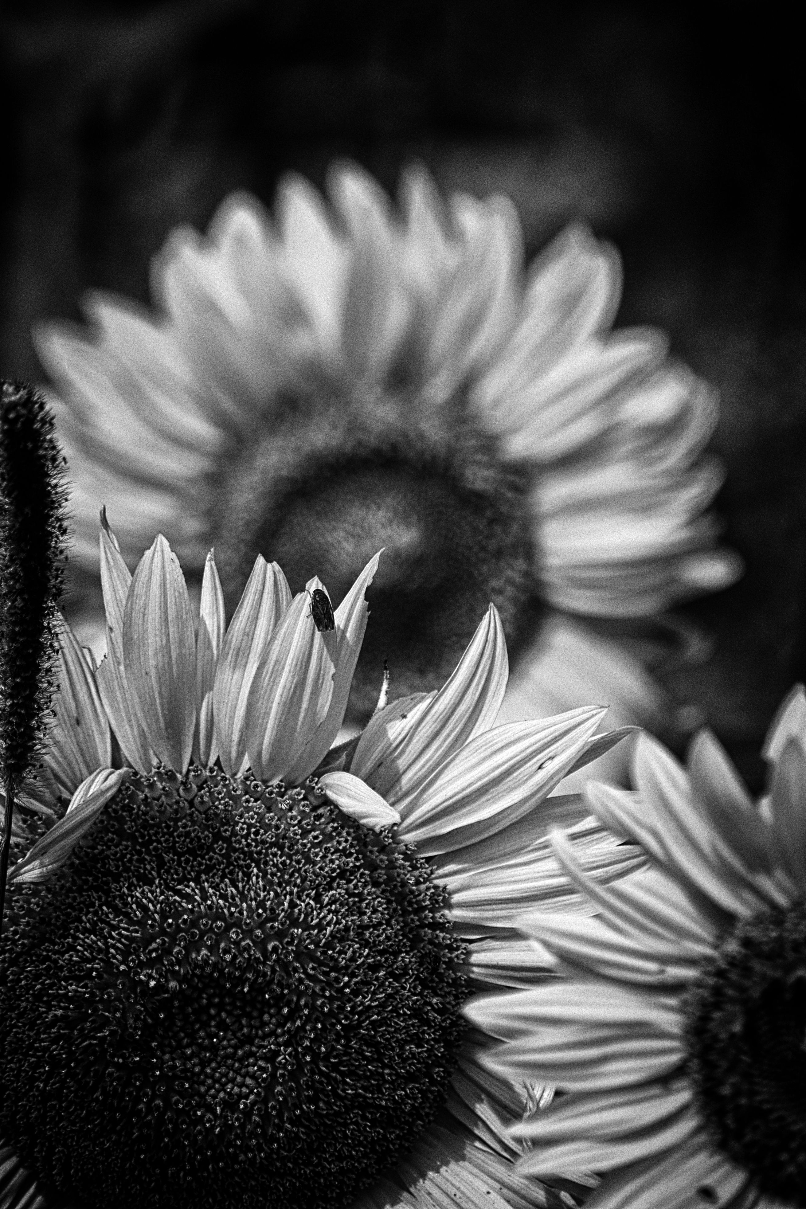 Photography, Film Photography, Black And White, Flowers, Sunflower