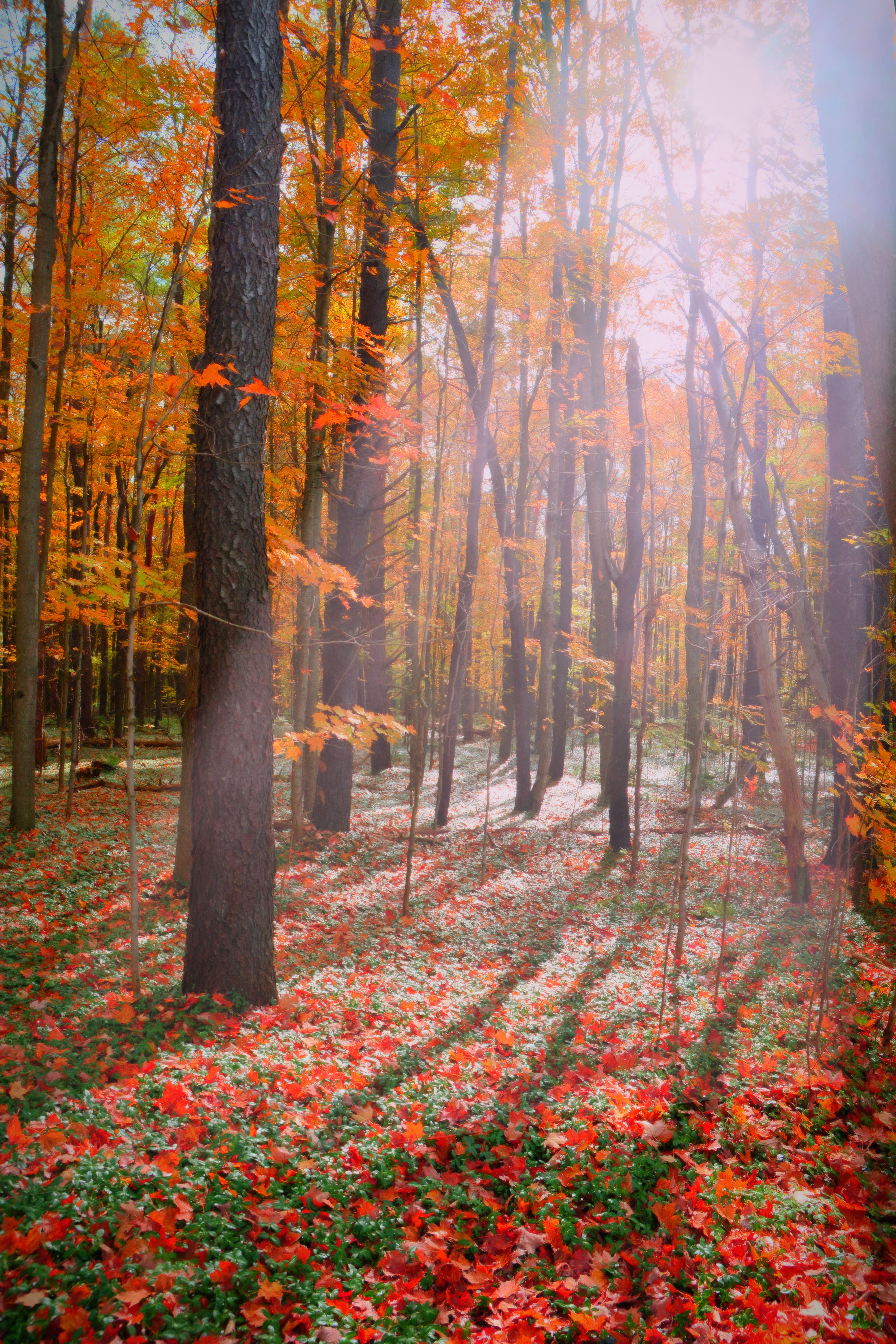 Photography, Landscape Photography, Tree, Trees, Finger Lakes, Autumn, Fall