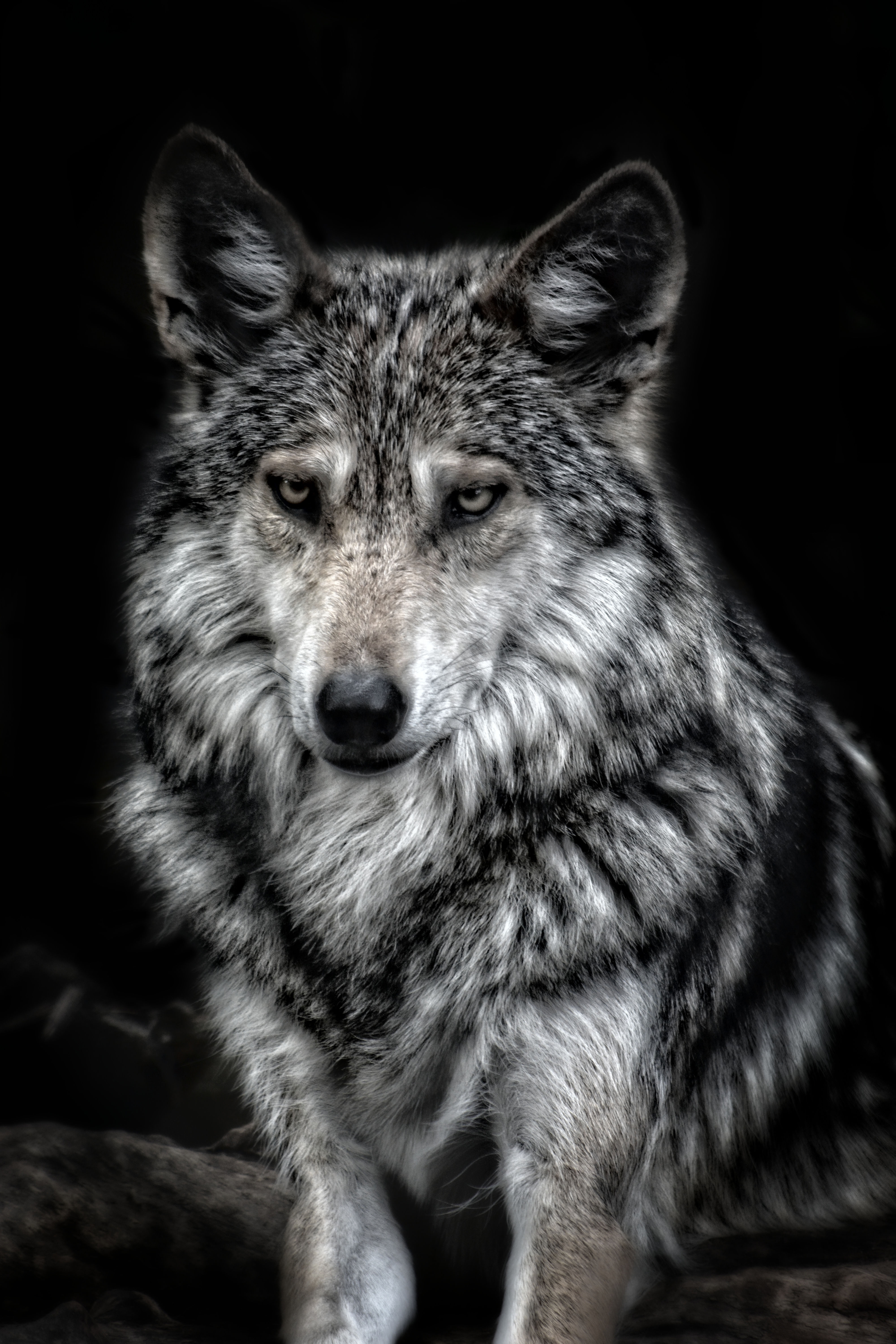 Photography, Wildlife Photography, Wolf, Wolves, Black And White