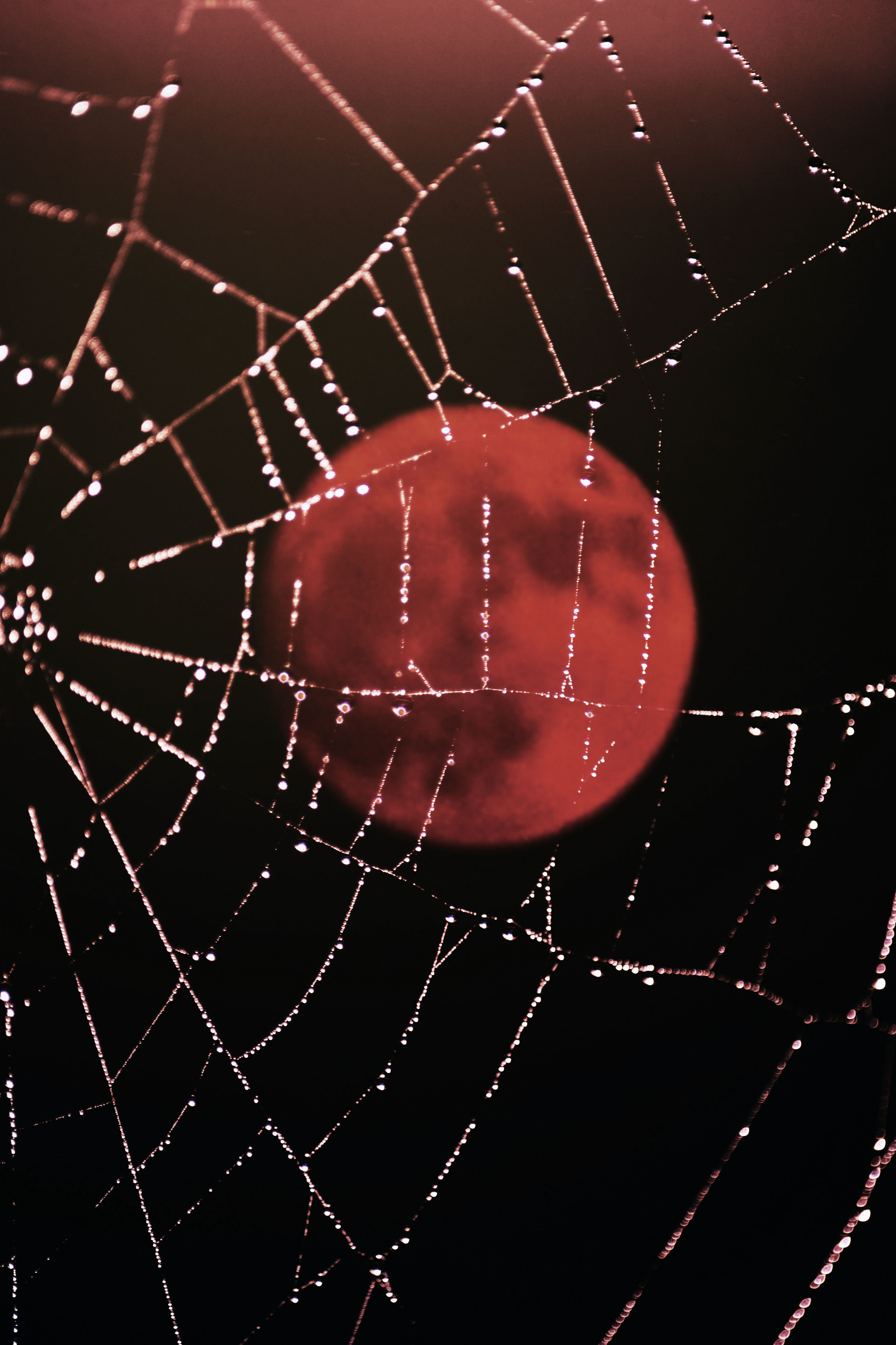 Photography, Moon Photography, Moon, Full Moon, Blood Moon, Spiderweb