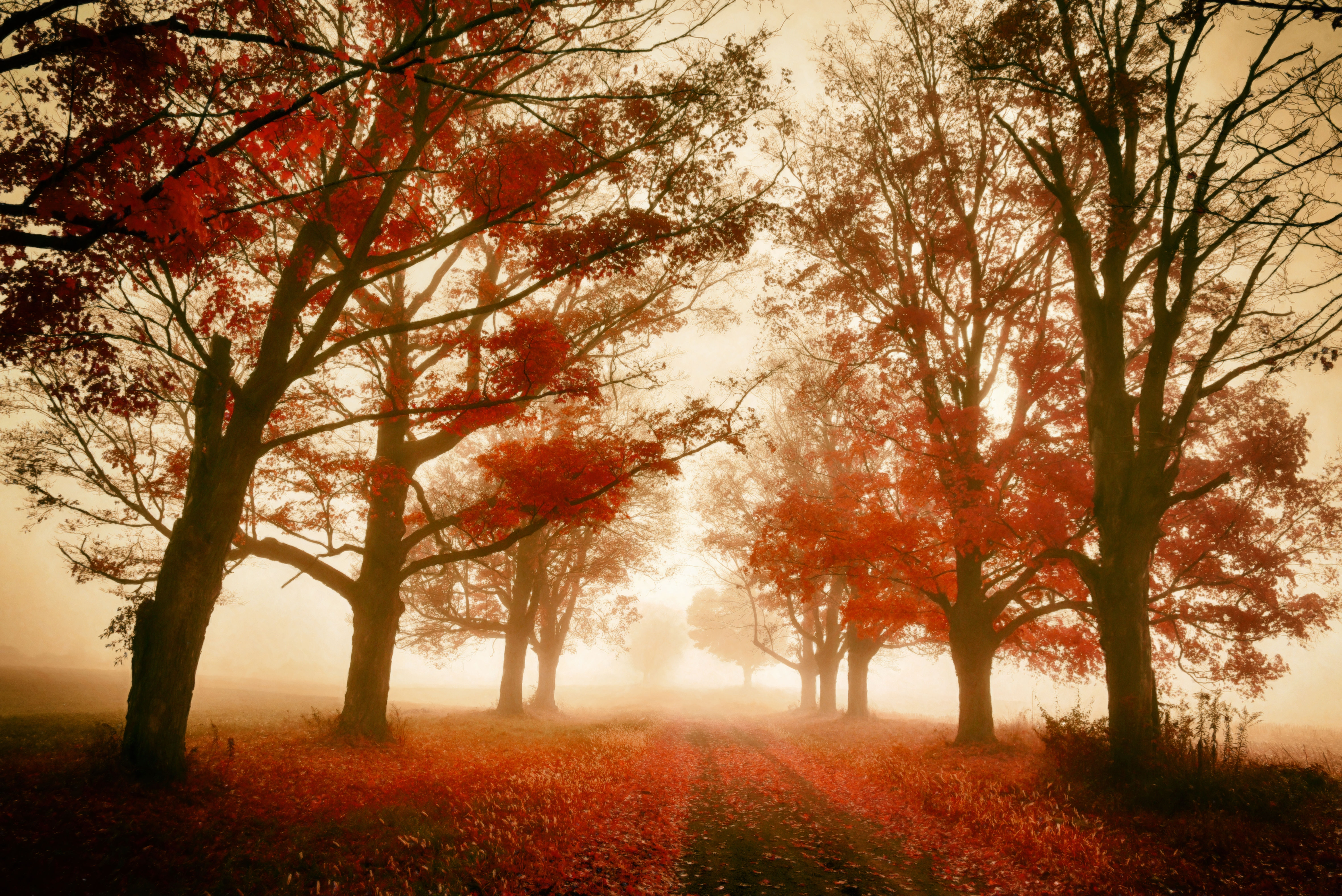 Photography, Landscape Photography, Trees, Autumn, Fall, Foggy, Finger Lakes