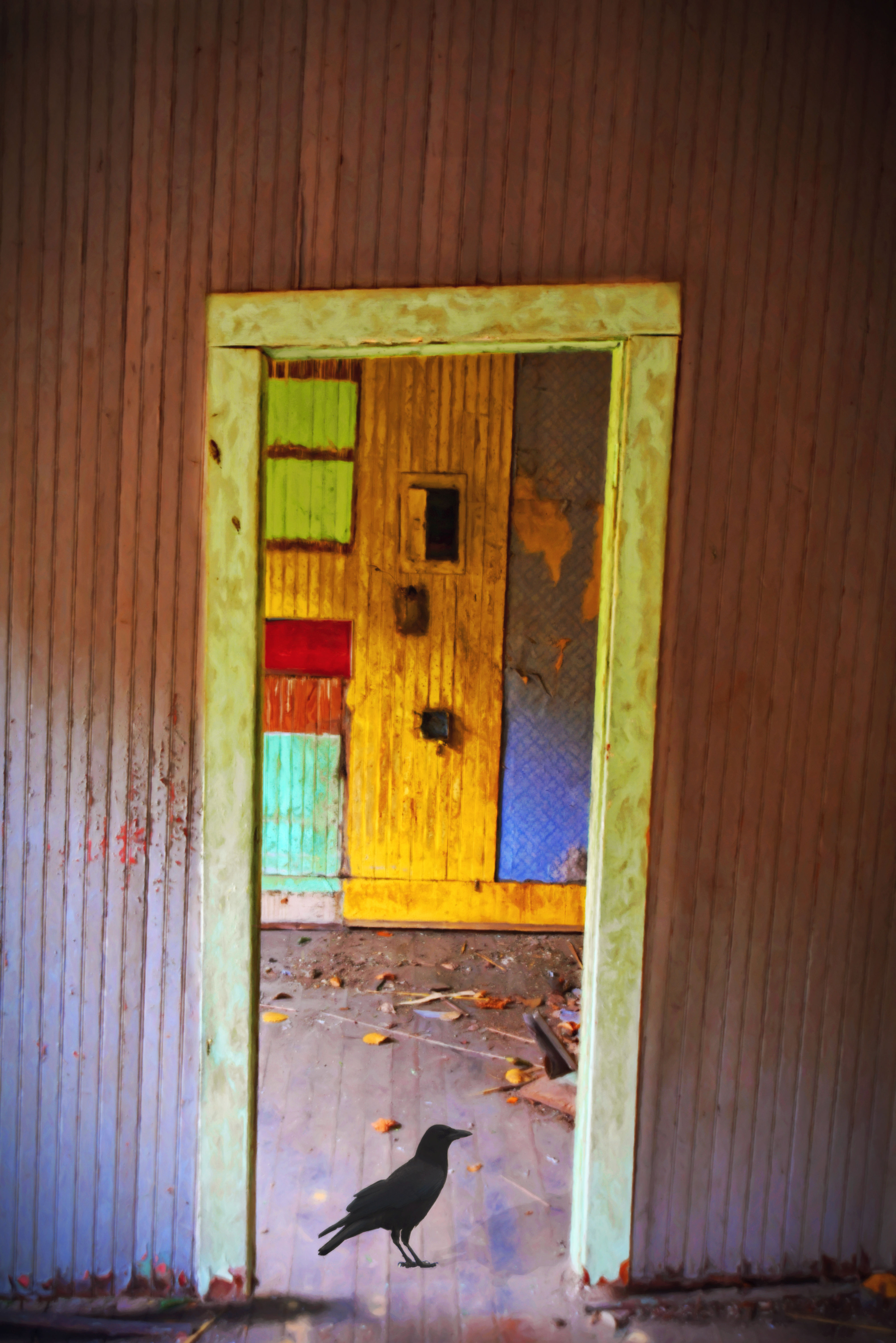 Photography, Bird Photography, Birds, Bird, Crow, Crows, Abandoned House