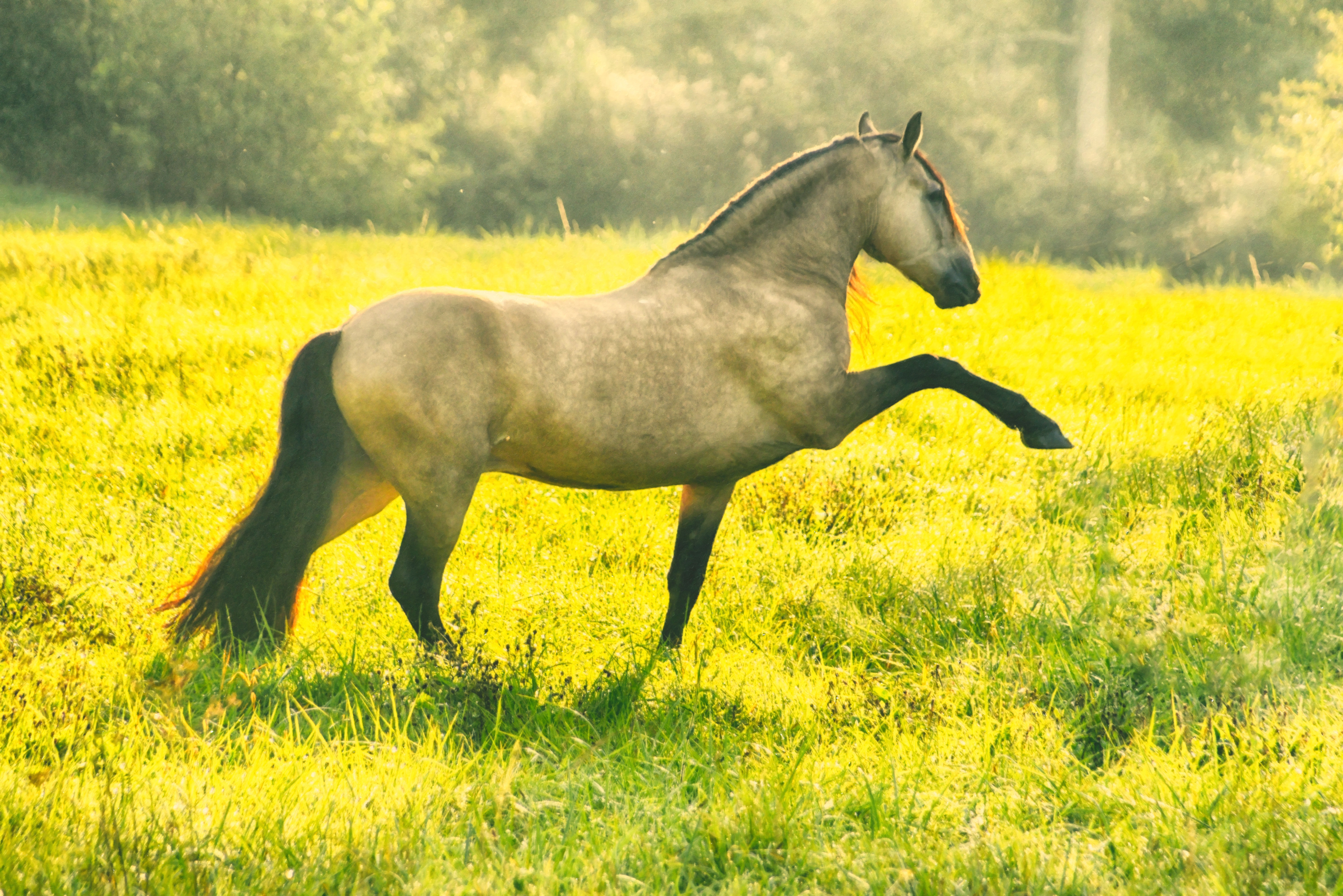 Photography, Equine Photography, Horse, Horses, Andalusian