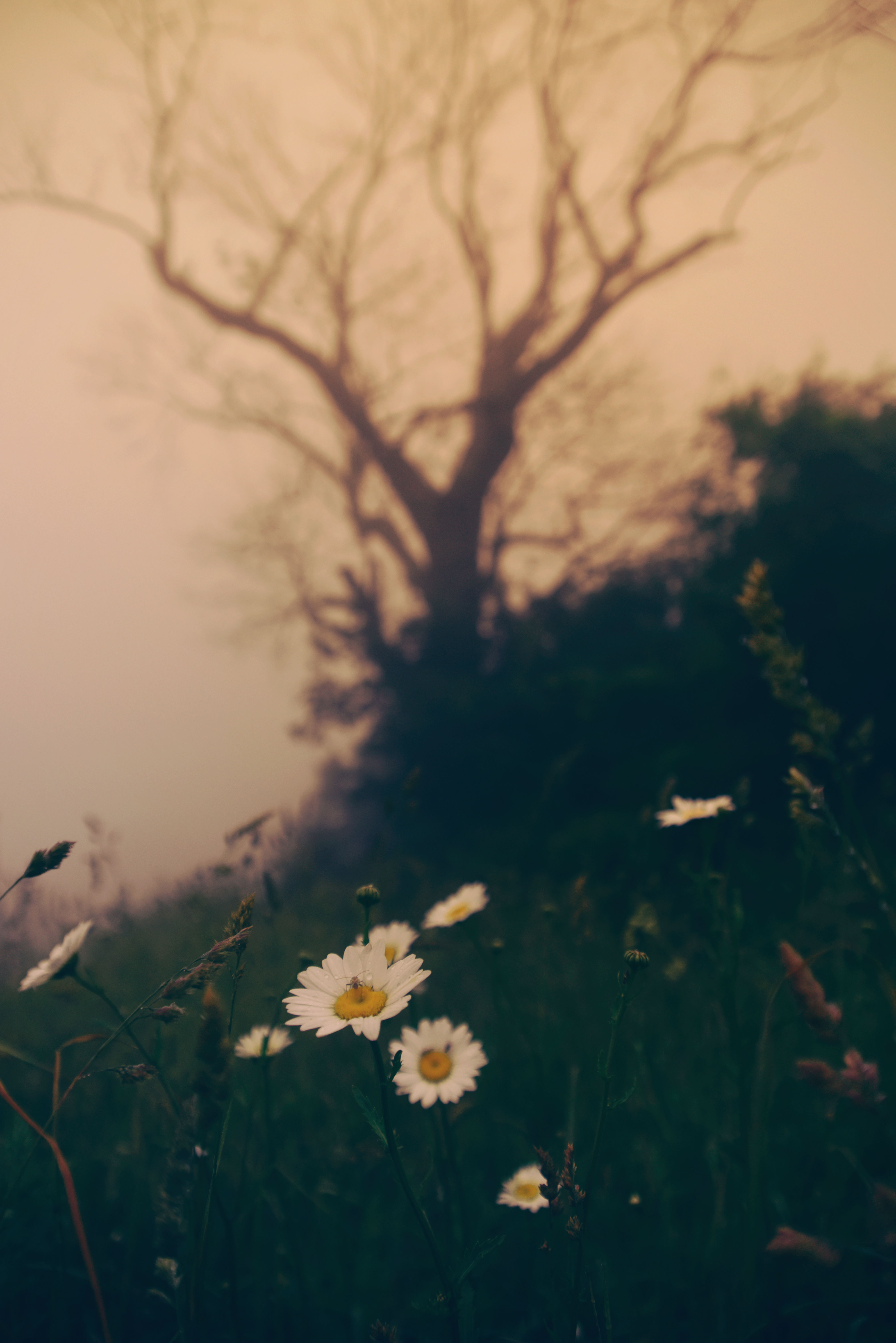 Photography, Landscape Photography, Flowers, Trees, FInger Lakes