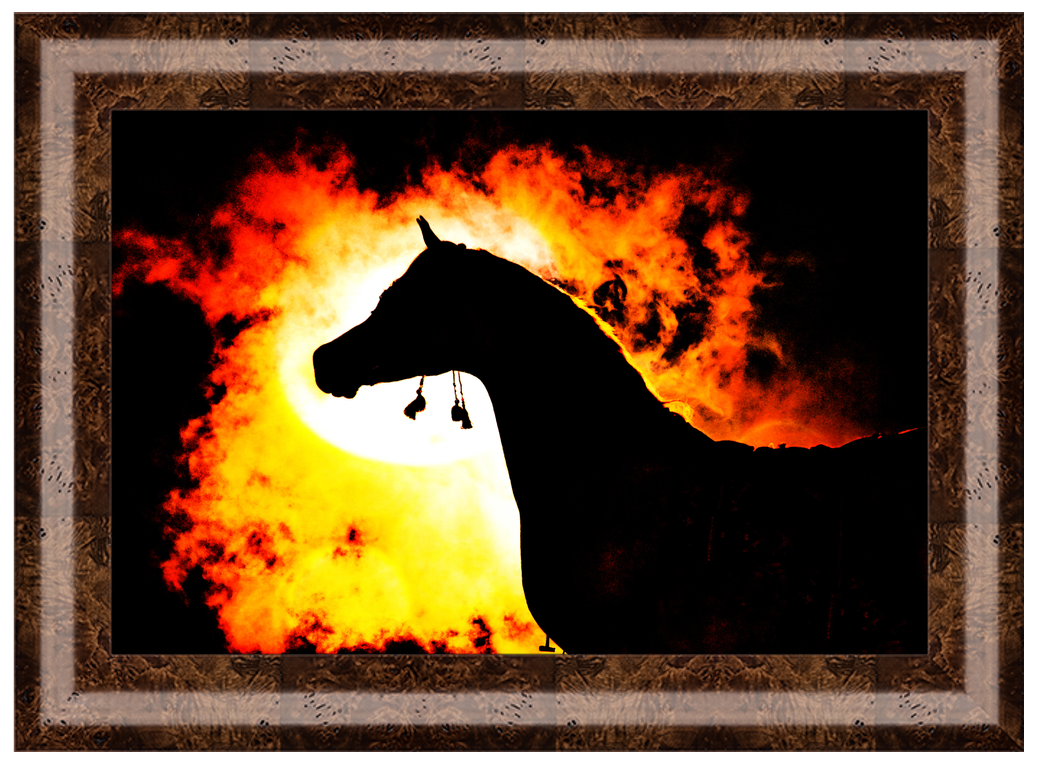 SIGNATURE COLLECTION Photography, Fine Art - "Stallion On Fire"