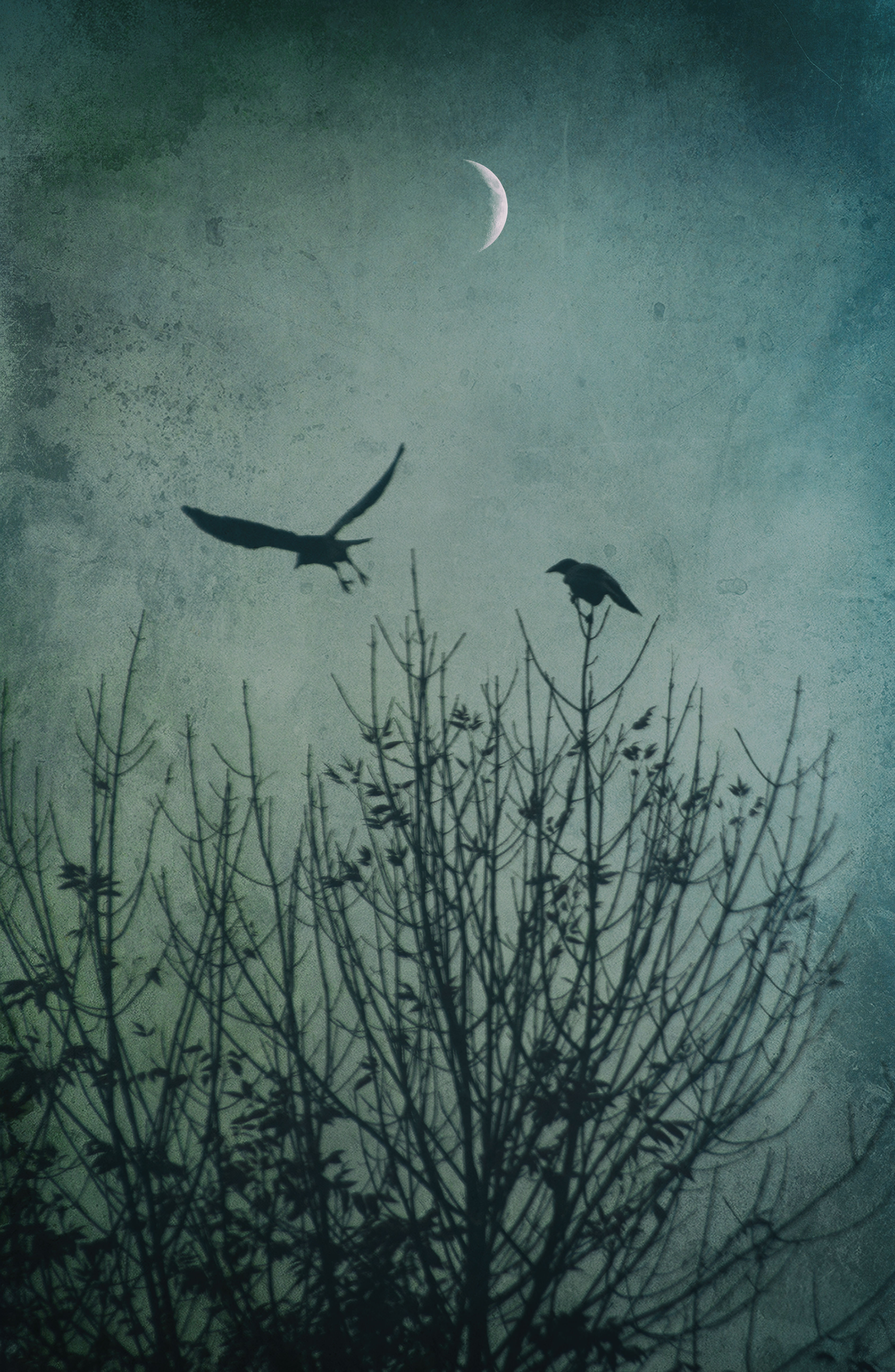 Photography, Landscape Photography, Trees, Crows, Moon, FLX