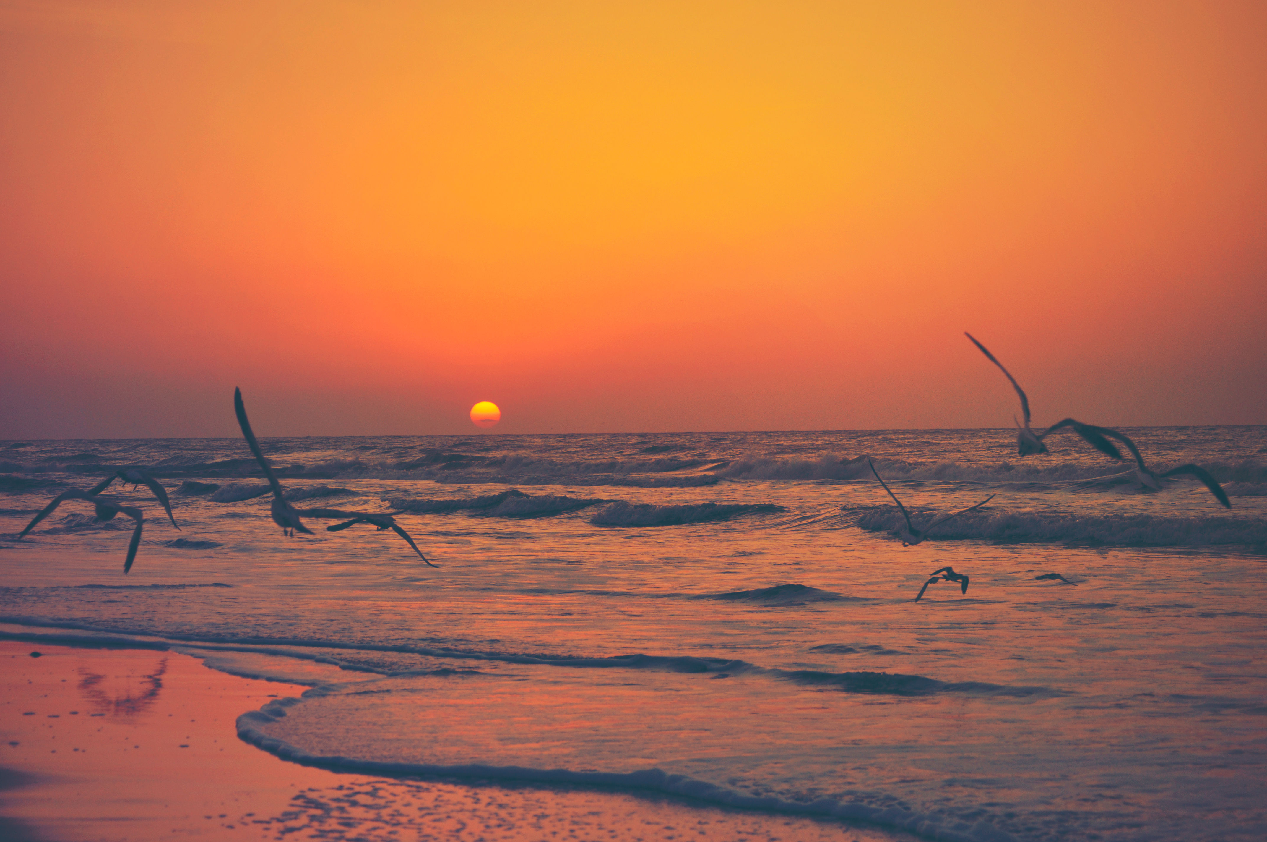 Photography, Beach Photography, Beaches, Ocean, Sunrise, Yellow, Seagulls