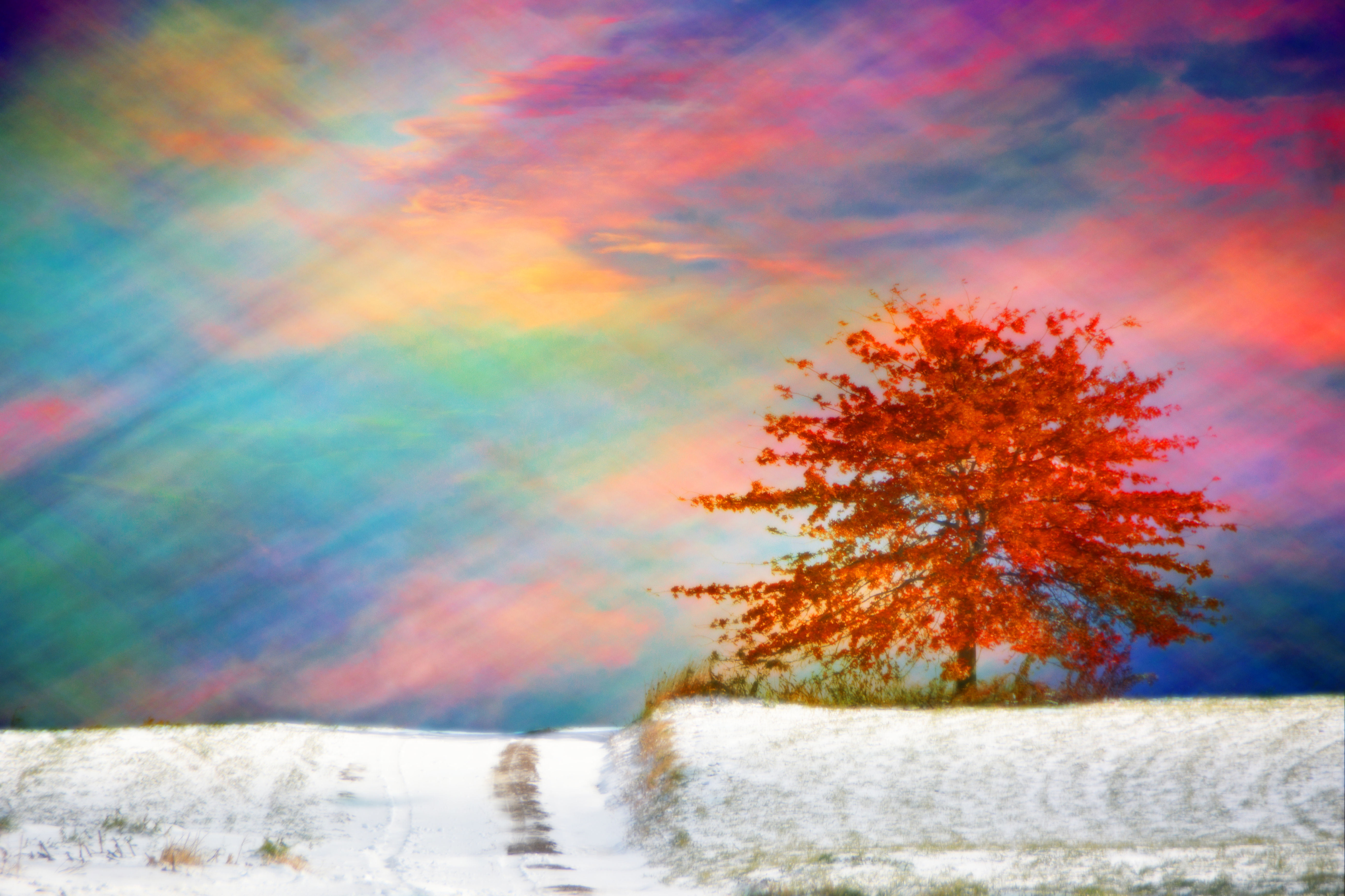 Photography, Landscape Photography, Tree, Trees, Autumn, Fall, Winter, Sunset
