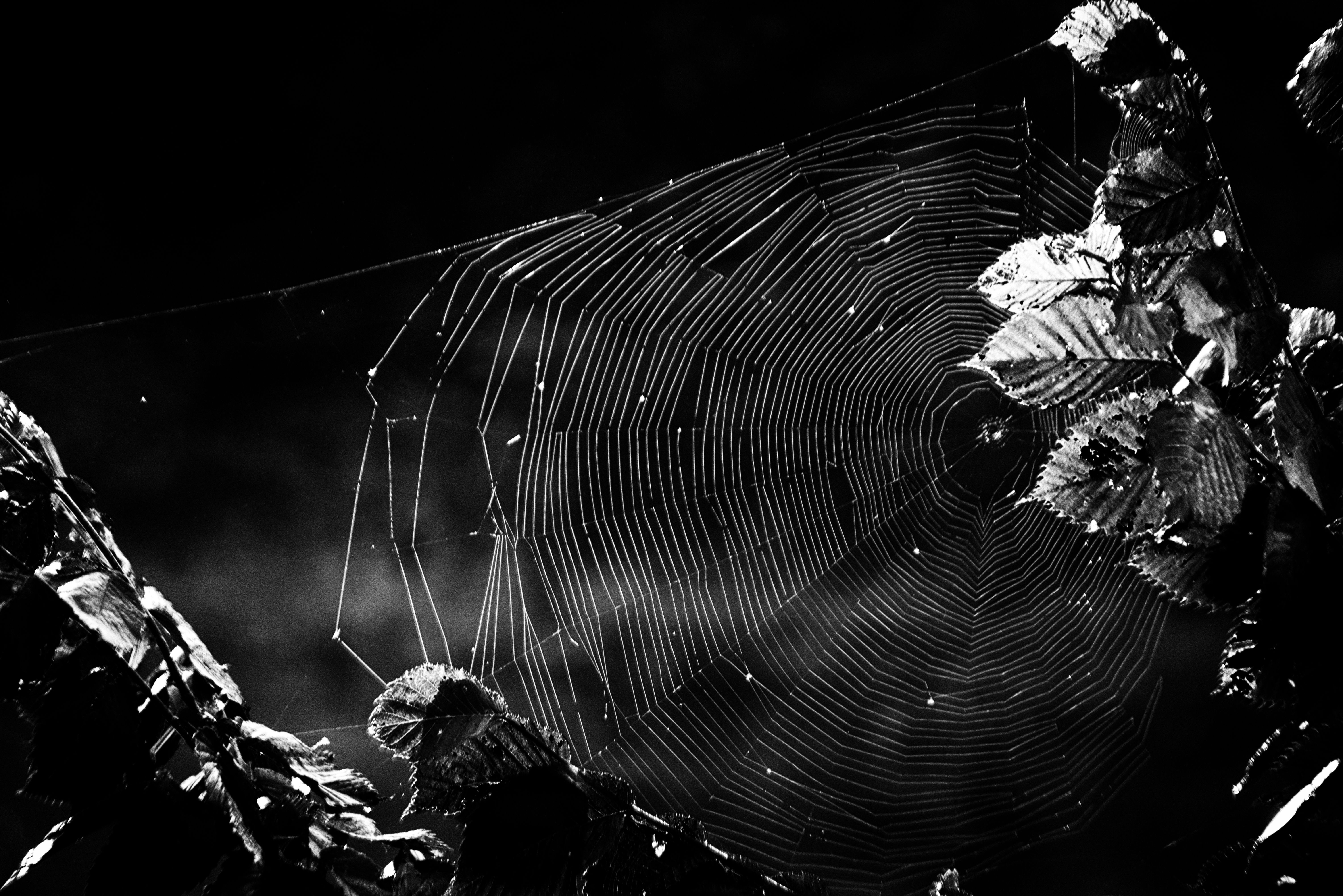 Photography, Film Photography, Black And White, Abandoned, Spiderweb
