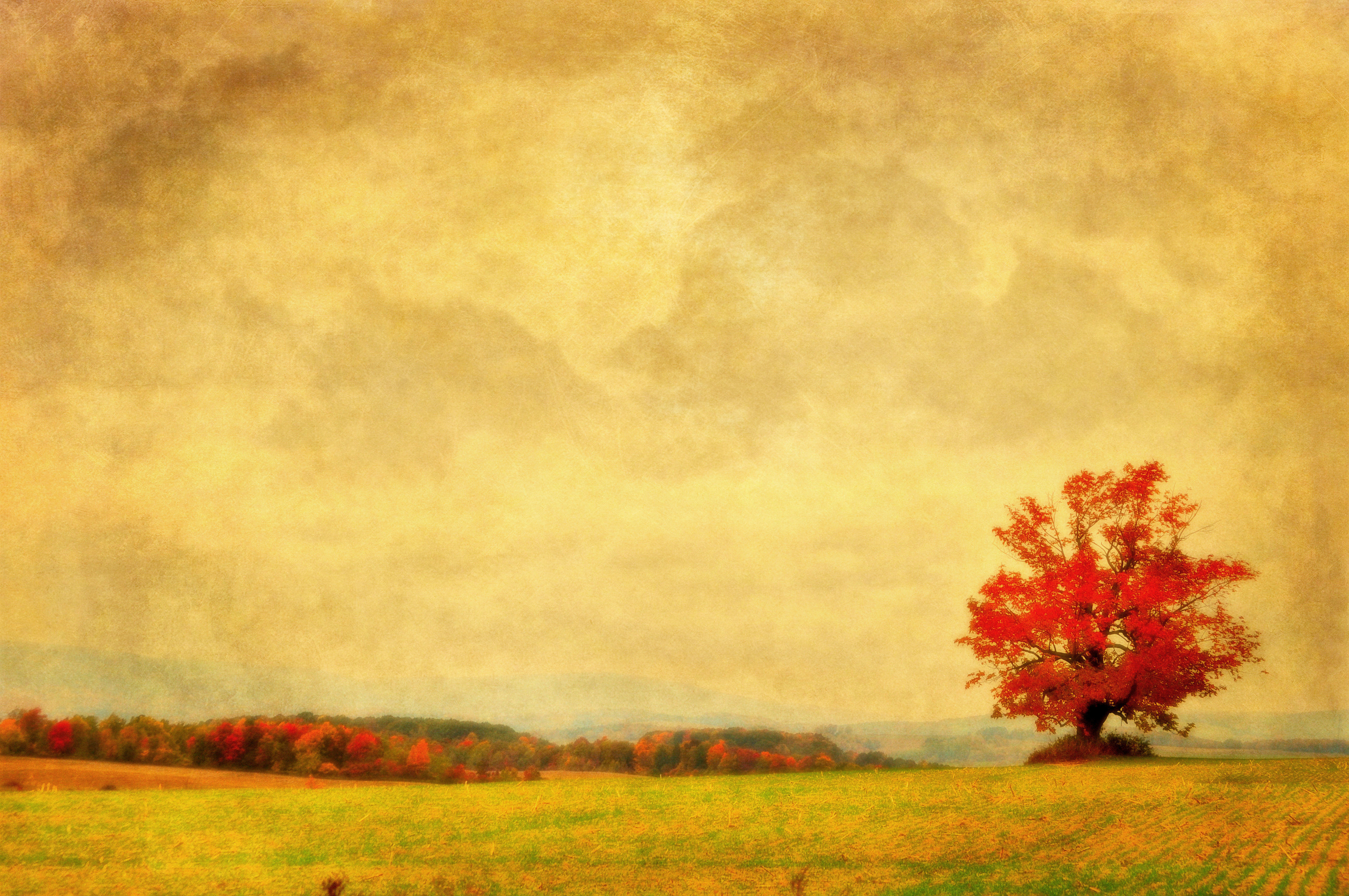 Photography, Landscape Photography, Tree, Trees, Autumn, Fall, Red Tree