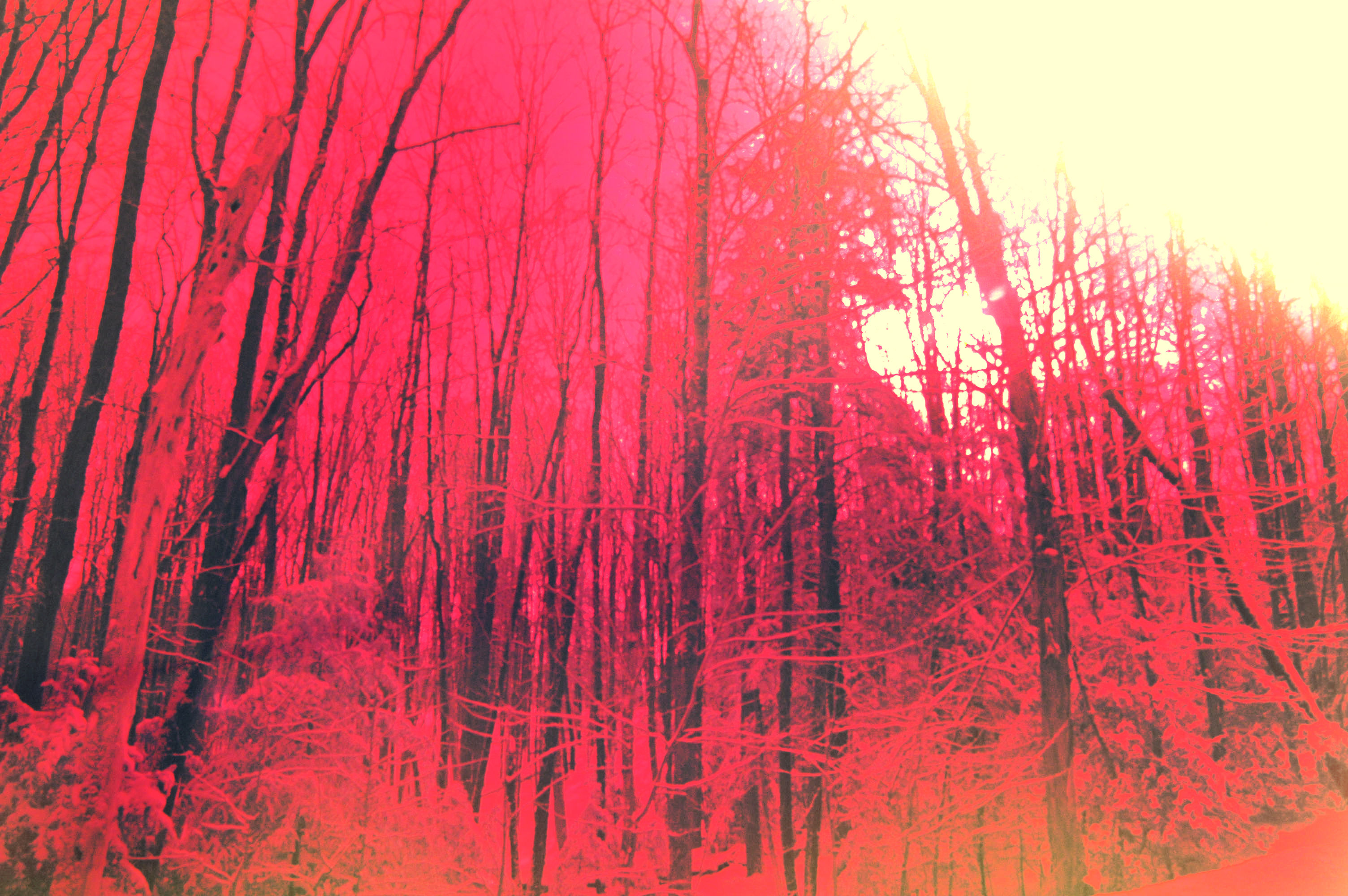 Photography, Landscape Photography, Tree, Trees, Infrared, IR Photography Pink