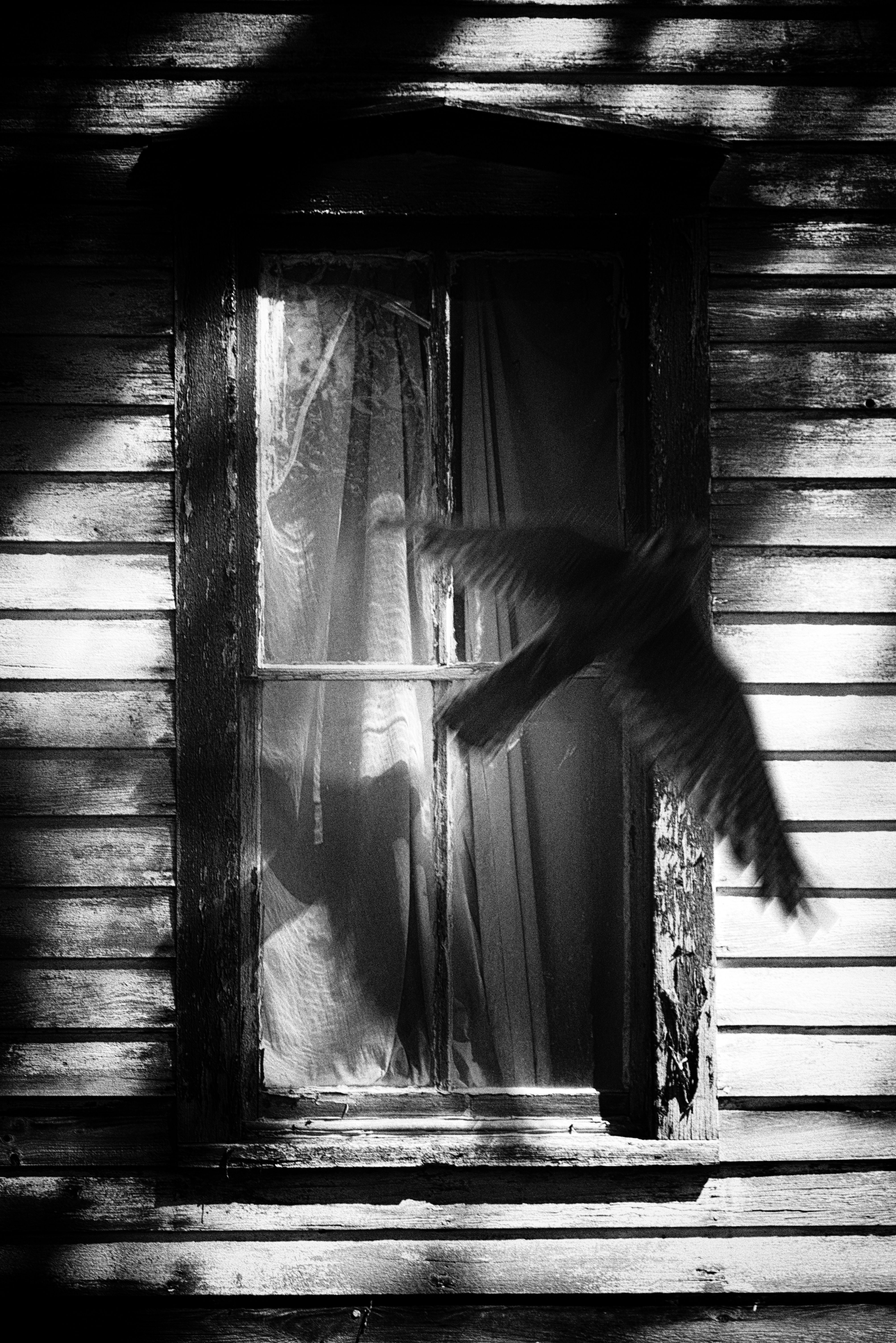 Photography, Film Photography, Black And White, Abandoned House, Birds