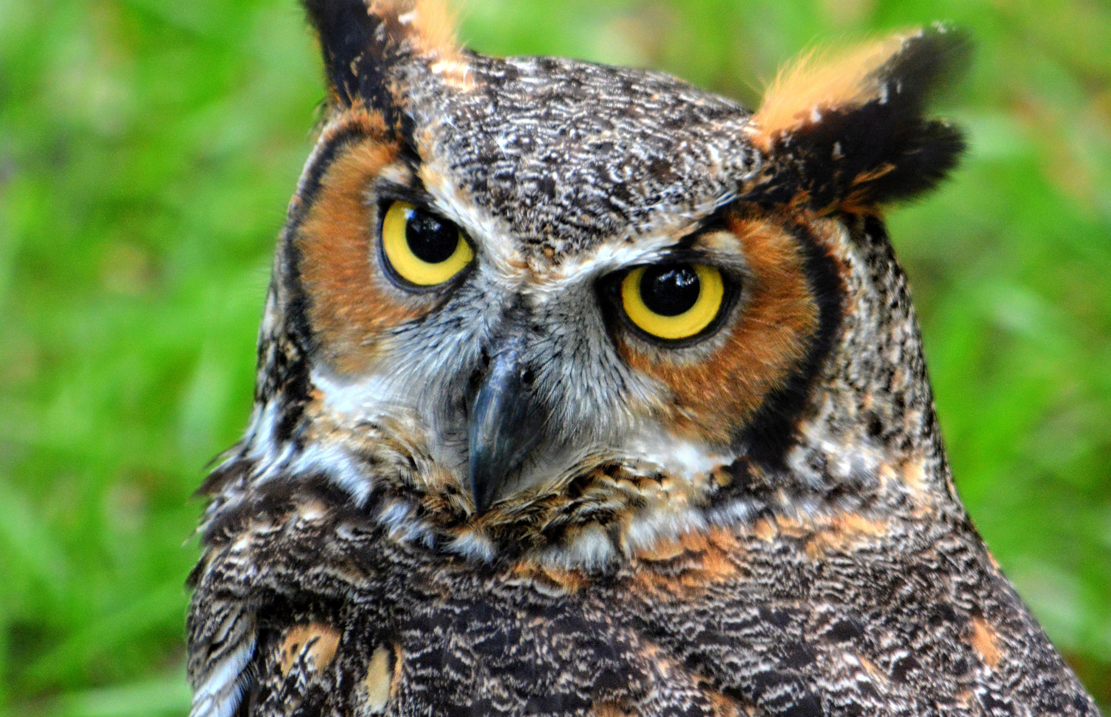 Photography, Landscape Photography, Birds, Bird, Owl, Owls, Great Horned Owl