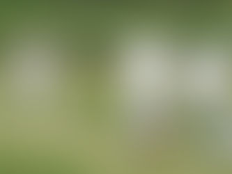 Peter Kelly returns to Sefton Park 