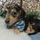 Thumbnail: Maverick | mini dachshund