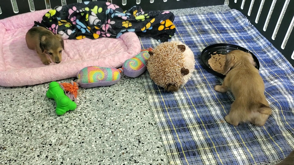 Thumbnail: Simba | Mini Dachshund |Adopted