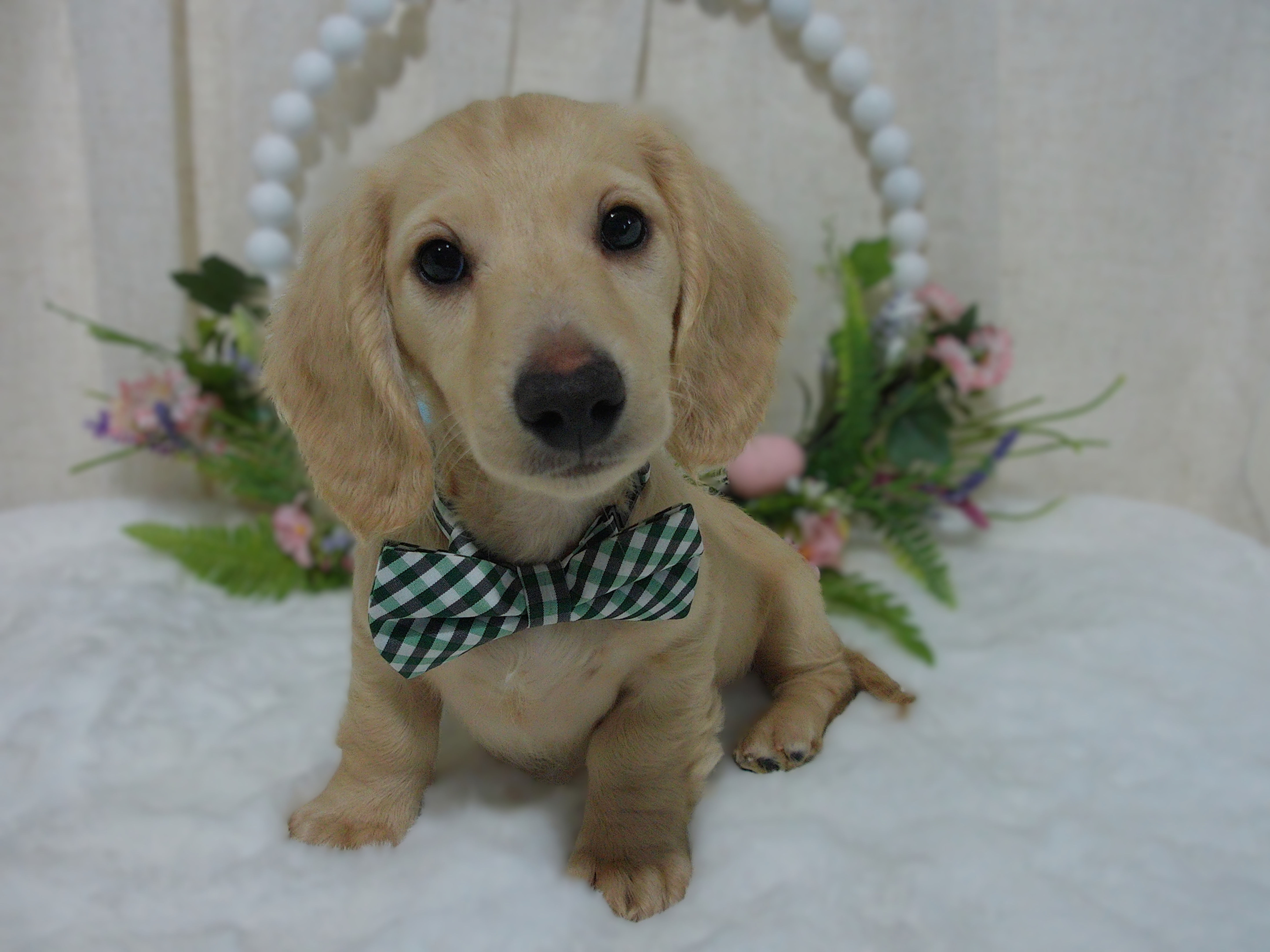 Dancer | Mini Dachshund | Adopted