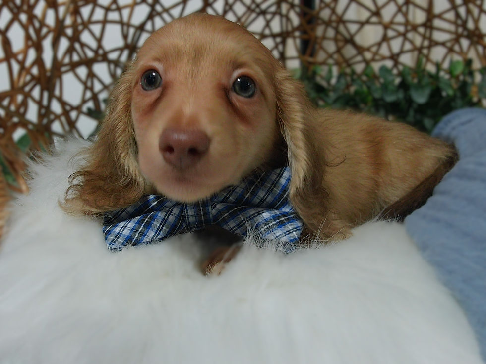 Simba | mini dachshund