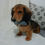 Thumbnail: mini dachshund puppy