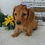 Thumbnail: Ginger | mini dachshund