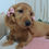 Thumbnail: Ginger | mini dachshund
