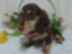 Thumbnail: Comet | Mini Dachshund