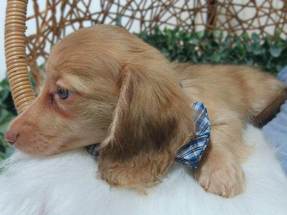 Thumbnail: Simba | Mini Dachshund |Adopted