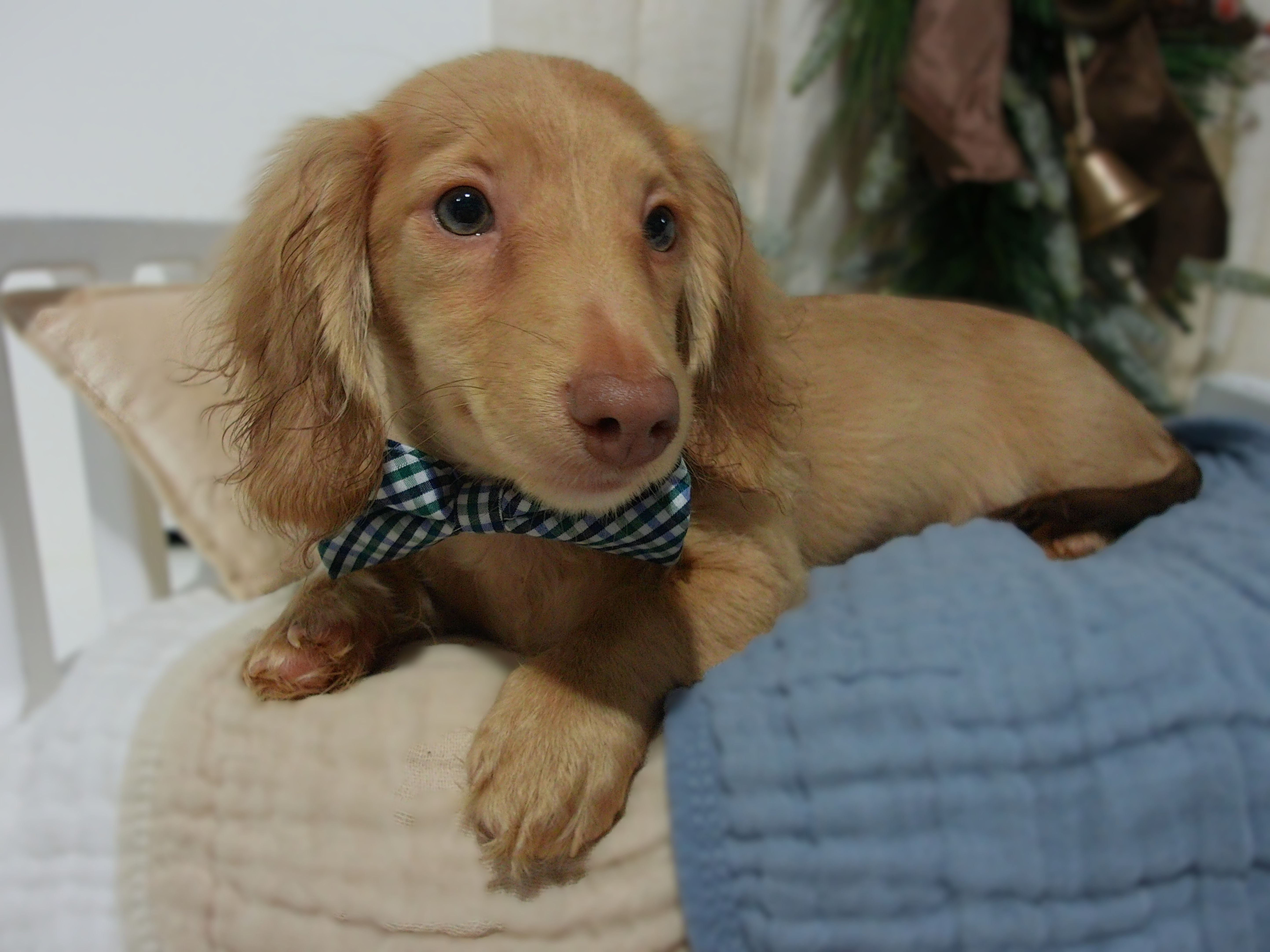 Simba | Mini Dachshund |Adopted