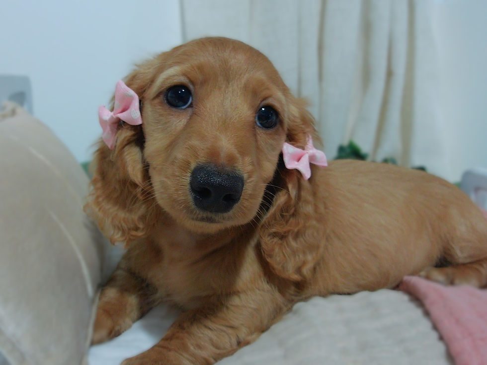 Ginger | mini dachshund