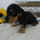 Thumbnail: Koda | mini dachshund