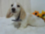 Thumbnail: Surfer | Mini Dachshund | Adopted