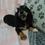 Thumbnail: Daisy | Mini Dachshund