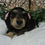 Thumbnail: Angel | Mini Dachshund