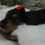 Thumbnail: Angel | Mini Dachshund