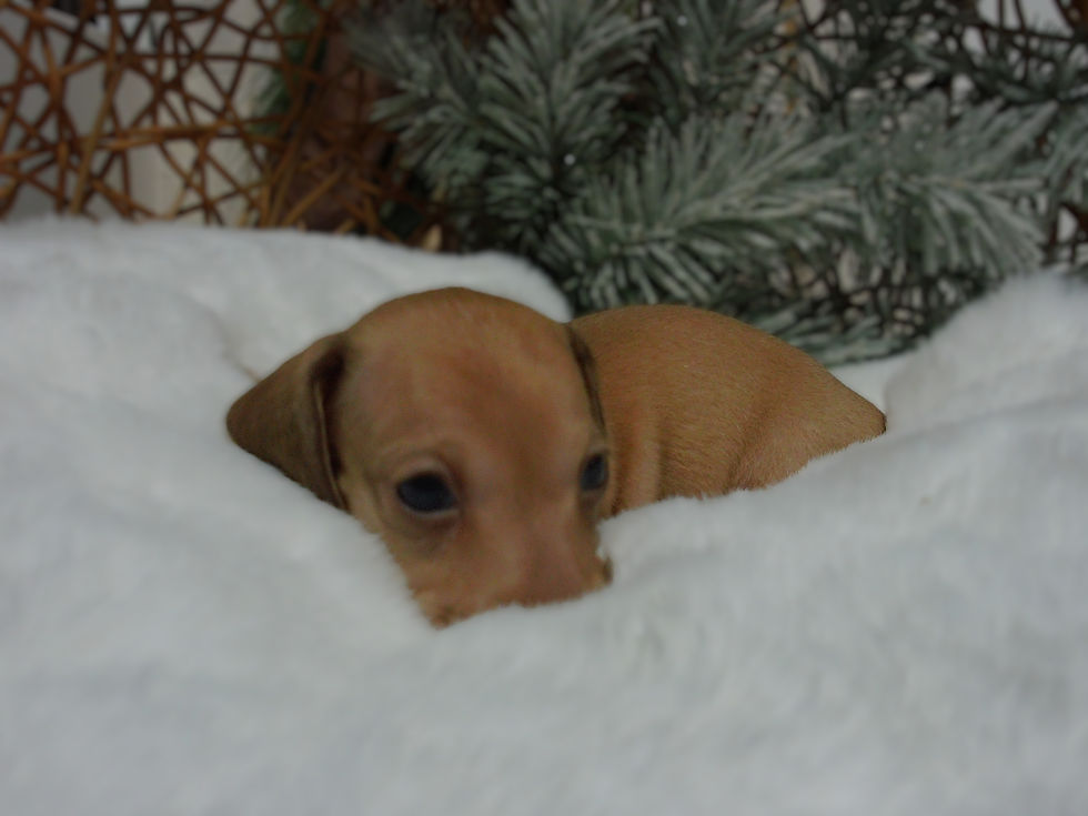 Thumbnail: Holly | Mini Dachshund | Adopted