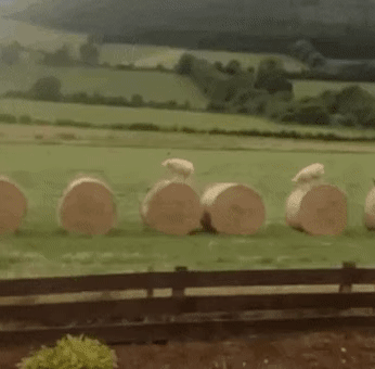 cfc6b085a79350769f38117f616f6c8a.gif