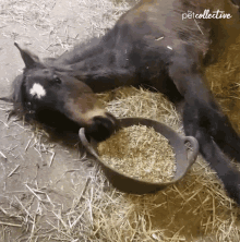 tenor (1).gif