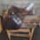 Thumbnail: 17 "Bates" Caprilli all purpose English saddle 