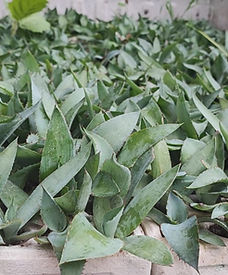 Germinacion maguey cupreata 4.jpg